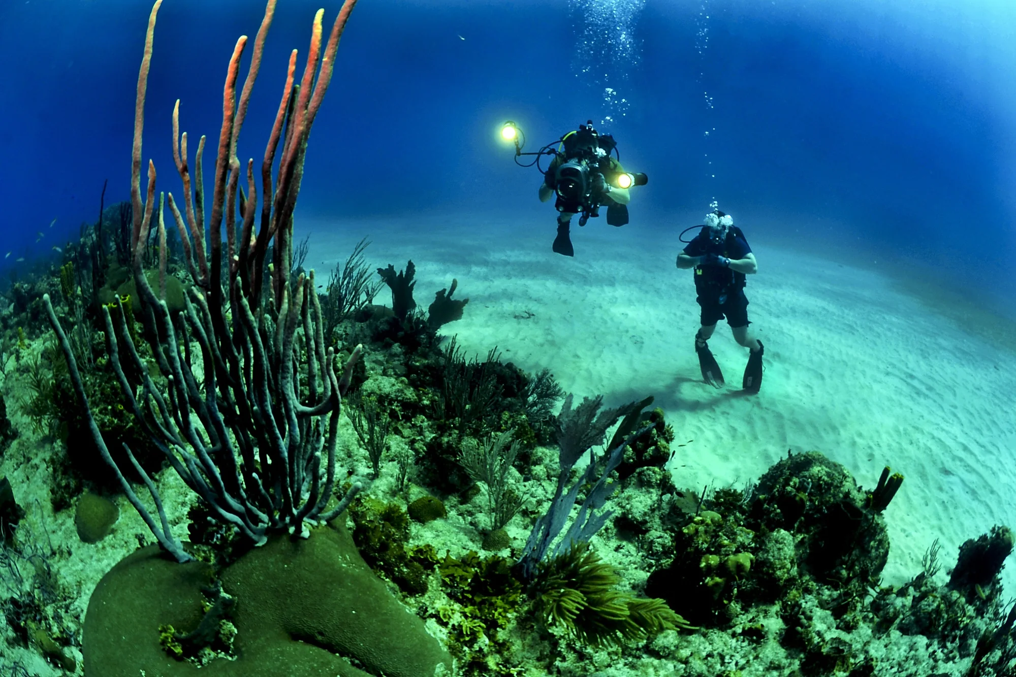 Buceo y mundo submarino